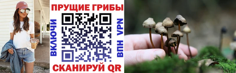 наркотики  Шелехов  Псилоцибиновые грибы MAGIC MUSHROOMS 